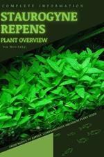 Staurogyne Repens: From Novice to Expert. Comprehensive Aquarium Plants Guide