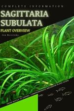 Sagittaria subulata: From Novice to Expert. Comprehensive Aquarium Plants Guide