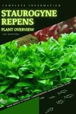 Staurogyne Repens: From Novice to Expert. Comprehensive Aquarium Plants Guide