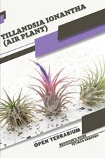 Tillandsia ionantha (Air Plant): Open terrarium, Beginner's Guide