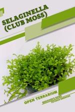 Selaginella (Club Moss): Open terrarium, Beginner's Guide