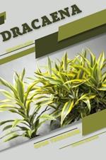 Dracaena: Open terrarium, Beginner's Guide