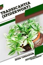 Tradescantia (Spiderwort): Open terrarium, Beginner's Guide