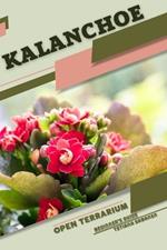 Kalanchoe: Open terrarium, Beginner's Guide