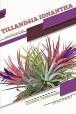 Tillandsia ionantha: Closed terrarium, Beginner's Guide