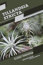 Tillandsia stricta: Closed terrarium, Beginner's Guide