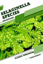 Selaginella Species: Closed terrarium, Beginner's Guide