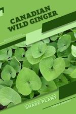 Canadian Wild Ginger: Shade plant Beginner's Guide
