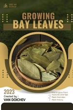 Bay Leaves: Guide and overview