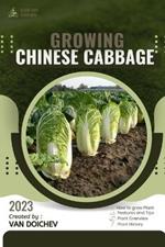 Chinese Cabbage: Guide and overview