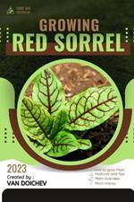 Red Sorrel: Guide and overview