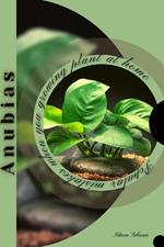 Anubias: Popular mistakes when you growing PLANT at home