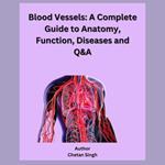 Blood Vessels: A Complete Guide to Anatomy, Function, Diseases and Q&A