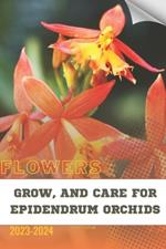 Grow, and Care For Epidendrum Orchids: Become flowers expert