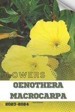 Oenothera Macrocarpa: Become flowers expert