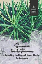 Senecio barbertonicus: Unlocking the Magic of Desert Plants, For Beginners