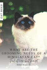 What are the grooming needs of a Himalayan cat?: Find out more about your pet