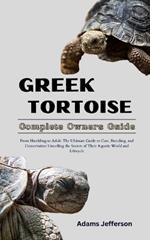 Greek Tortoise