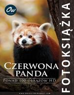 Czerwona panda: Fotoksiazka: Ponad 100 obrazów HD