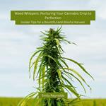 Weed Whispers: Nurturing Your Cannabis Crop to Perfection