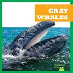 Gray Whales