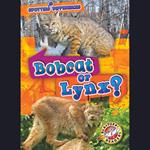 Bobcat or Lynx?